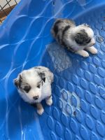 Miniature Australian Shepherd Puppies for sale in Kiel, WI 53042, USA. price: NA