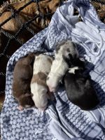 Miniature Australian Shepherd Puppies for sale in Huntsville, TX, USA. price: NA