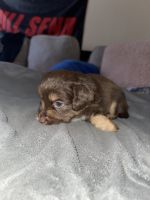 Miniature Australian Shepherd Puppies for sale in Killeen, TX, USA. price: NA
