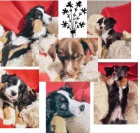 Miniature Australian Shepherd Puppies for sale in Greeneville, TN, USA. price: NA