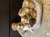 Miniature Australian Shepherd Puppies for sale in Stephenville, TX 76401, USA. price: NA