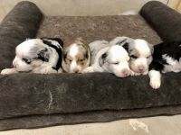 Miniature Australian Shepherd Puppies for sale in Miami, FL, USA. price: NA