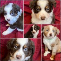 Miniature Australian Shepherd Puppies for sale in Duncan, OK, USA. price: NA