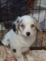 Miniature Australian Shepherd Puppies for sale in Paducah, KY, USA. price: NA