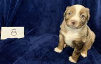 Miniature Australian Shepherd Puppies for sale in N Florida Ave, DeLand, FL 32720, USA. price: NA