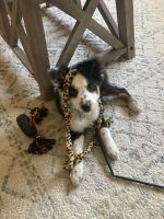 Miniature Australian Shepherd Puppies for sale in Akron, OH, USA. price: NA