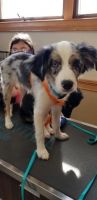 Miniature Australian Shepherd Puppies for sale in East Northport, NY, USA. price: NA