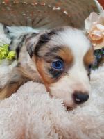 Miniature Australian Shepherd Puppies for sale in Topeka, KS, USA. price: NA