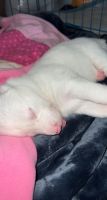Miniature Australian Shepherd Puppies for sale in Federal Way, WA 98003, USA. price: NA
