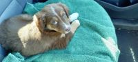Miniature Australian Shepherd Puppies for sale in Knoxville, TN, USA. price: NA