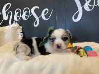 Miniature Australian Shepherd Puppies for sale in Lubbock, TX, USA. price: NA