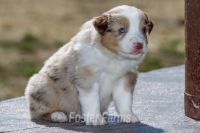Miniature Australian Shepherd Puppies for sale in Buhler, KS 67522, USA. price: NA