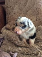 Miniature Australian Shepherd Puppies for sale in Paso Robles, CA 93446, USA. price: NA