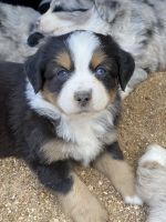 Miniature Australian Shepherd Puppies for sale in Eldon, MO 65026, USA. price: NA