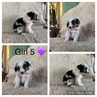 Miniature Australian Shepherd Puppies for sale in Norco, CA, USA. price: NA
