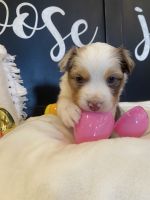 Miniature Australian Shepherd Puppies for sale in Lubbock, TX, USA. price: NA