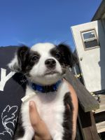 Miniature Australian Shepherd Puppies for sale in Haines City, FL, USA. price: NA