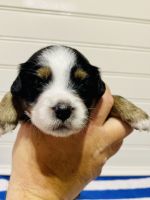 Miniature Australian Shepherd Puppies Photos