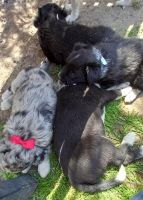 Miniature Australian Shepherd Puppies for sale in Tulsa, OK, USA. price: NA