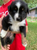 Miniature Australian Shepherd Puppies for sale in Central Texas, TX, USA. price: NA