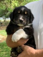 Miniature Australian Shepherd Puppies for sale in Central Texas, TX, USA. price: NA