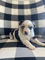 Miniature Australian Shepherd Puppies for sale in Denton, TX, USA. price: NA