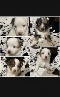 Miniature Australian Shepherd Puppies for sale in Houston, TX, USA. price: NA