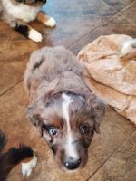 Miniature Australian Shepherd Puppies for sale in East Moline, IL, USA. price: NA