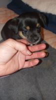 Miniature Australian Shepherd Puppies for sale in Henderson, NV, USA. price: NA