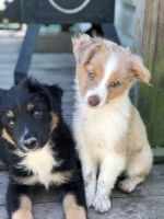 Miniature Australian Shepherd Puppies for sale in Okemah, OK 74859, USA. price: NA