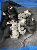 Miniature Australian Shepherd Puppies for sale in Westminster, CO 80005, USA. price: NA