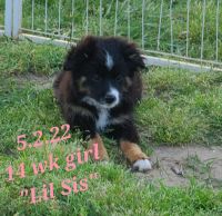 Miniature Australian Shepherd Puppies for sale in Canton, TX 75103, USA. price: NA