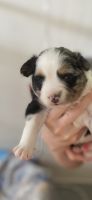 Miniature Australian Shepherd Puppies for sale in Lapeer, MI 48446, USA. price: NA
