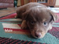 Miniature Australian Shepherd Puppies for sale in 21281 Dewey Rd, Howard City, MI 49329, USA. price: NA