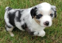 Miniature Australian Shepherd Puppies for sale in Stockbridge, GA, USA. price: NA
