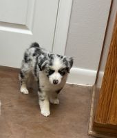 Miniature Australian Shepherd Puppies for sale in Lampasas, TX 76550, USA. price: NA