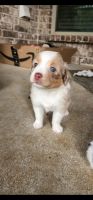 Miniature Australian Shepherd Puppies for sale in Springtown, TX 76082, USA. price: NA