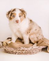 Miniature Australian Shepherd Puppies for sale in Hickory, NC, USA. price: NA