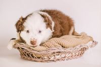 Miniature Australian Shepherd Puppies for sale in Hickory, NC, USA. price: NA