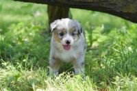 Miniature Australian Shepherd Puppies for sale in Manhattan, KS, USA. price: NA