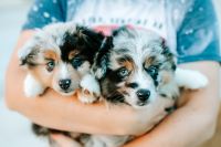 Miniature Australian Shepherd Puppies Photos
