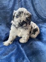 Miniature Australian Shepherd Puppies for sale in International Falls, MN 56649, USA. price: NA