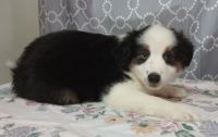 Miniature Australian Shepherd Puppies for sale in Campbell, MN 56522, USA. price: NA