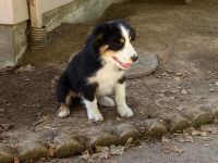 Miniature Australian Shepherd Puppies for sale in Albany, OR 97321, USA. price: NA