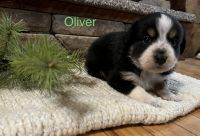 Miniature Australian Shepherd Puppies for sale in Willow Springs, MO 65793, USA. price: NA