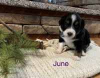 Miniature Australian Shepherd Puppies for sale in Willow Springs, MO 65793, USA. price: NA