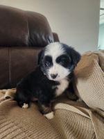 Miniature Australian Shepherd Puppies for sale in Seminole, TX 79360, USA. price: NA