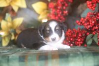 Miniature Australian Shepherd Puppies for sale in Westfield, MA 01085, USA. price: $1,500