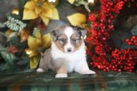 Miniature Australian Shepherd Puppies for sale in Westfield, MA 01085, USA. price: $1,500