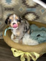 Miniature Australian Shepherd Puppies for sale in Fort Lupton, CO 80621, USA. price: $1,100